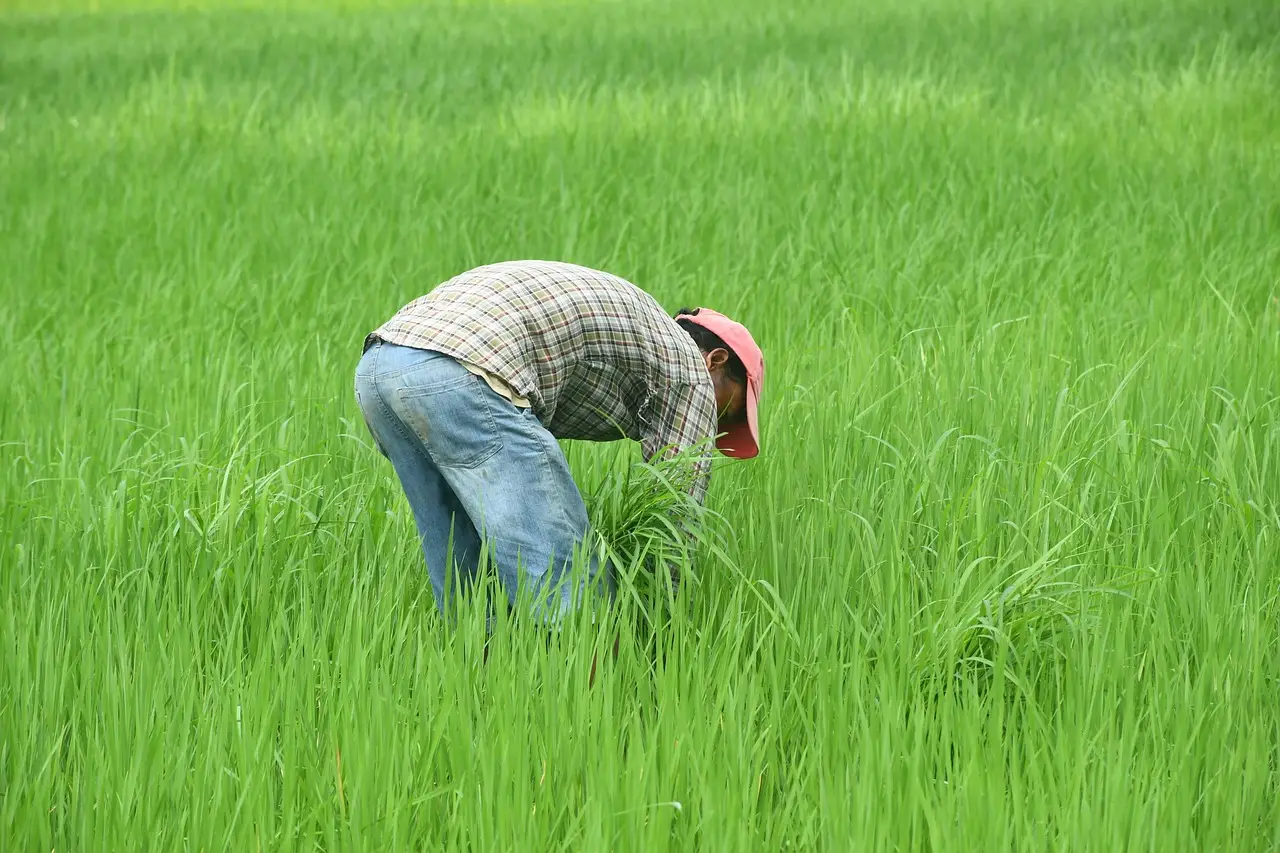 nepalese-farmer-rice-field-7368037.webp